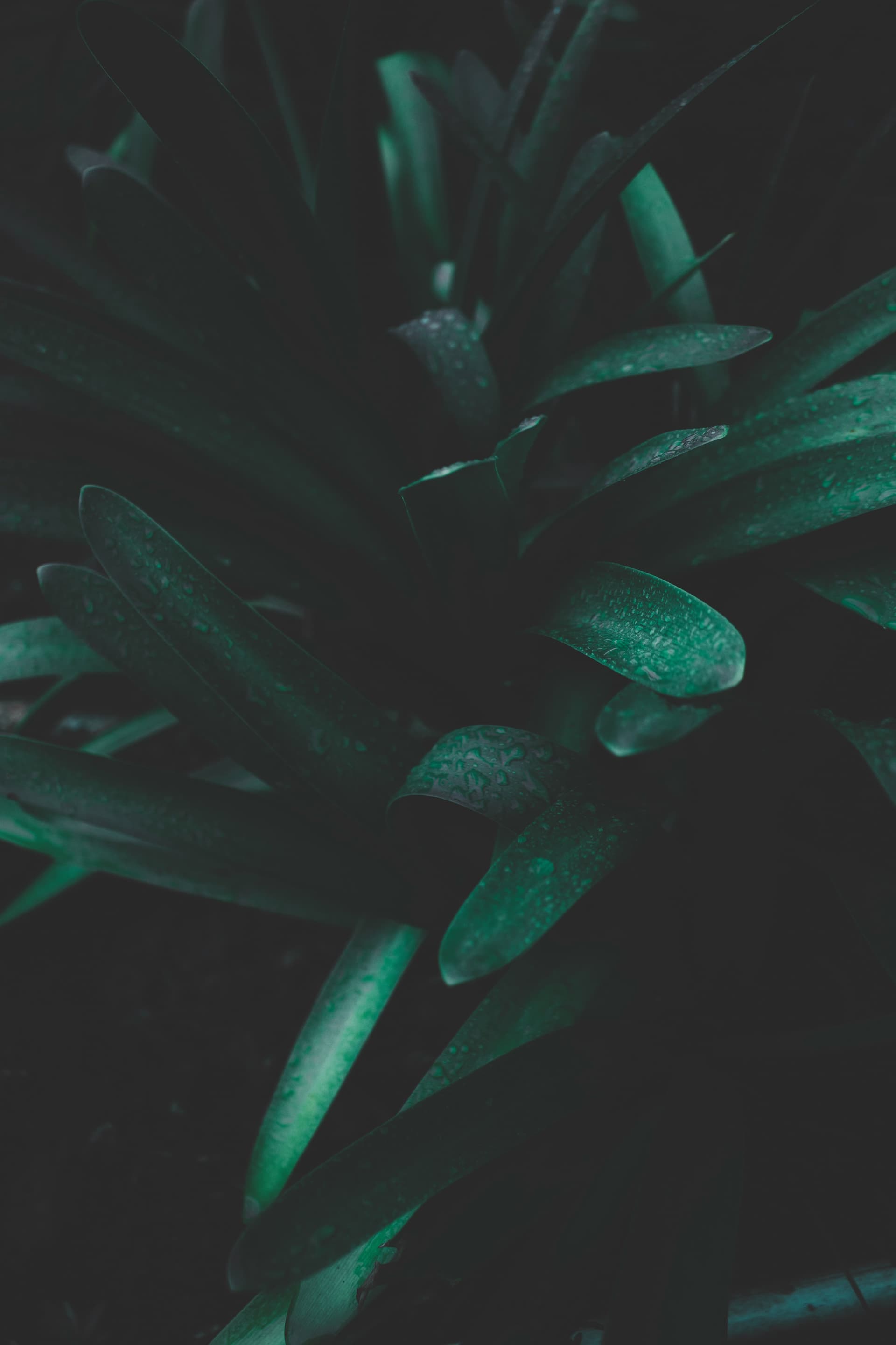 Image representing Air Purifying plant category