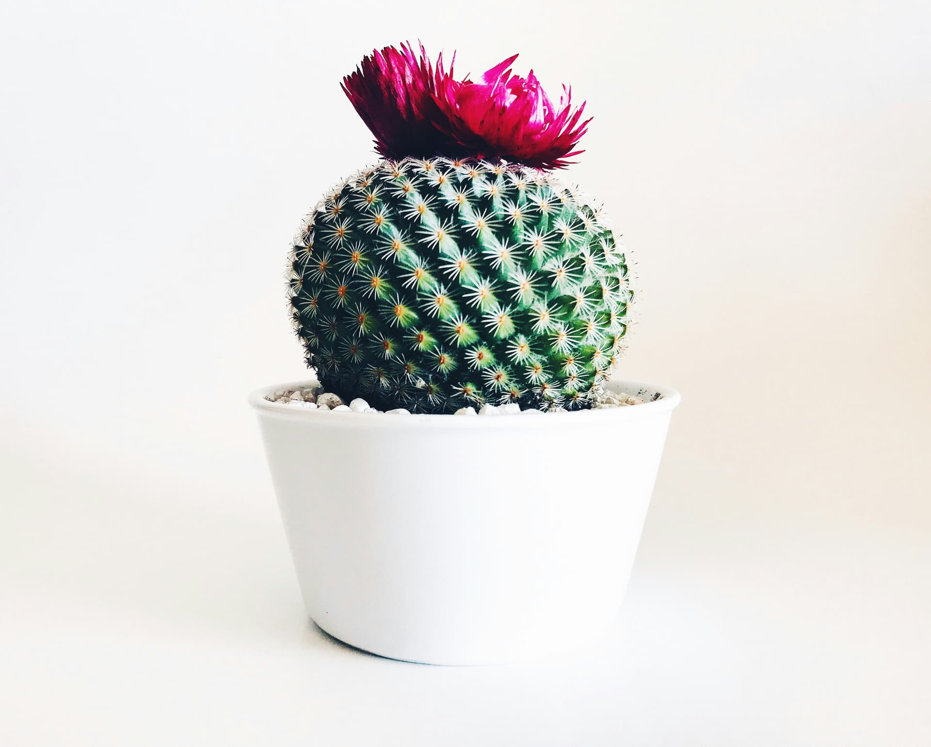 Image representing Drought Tolerant plant category
