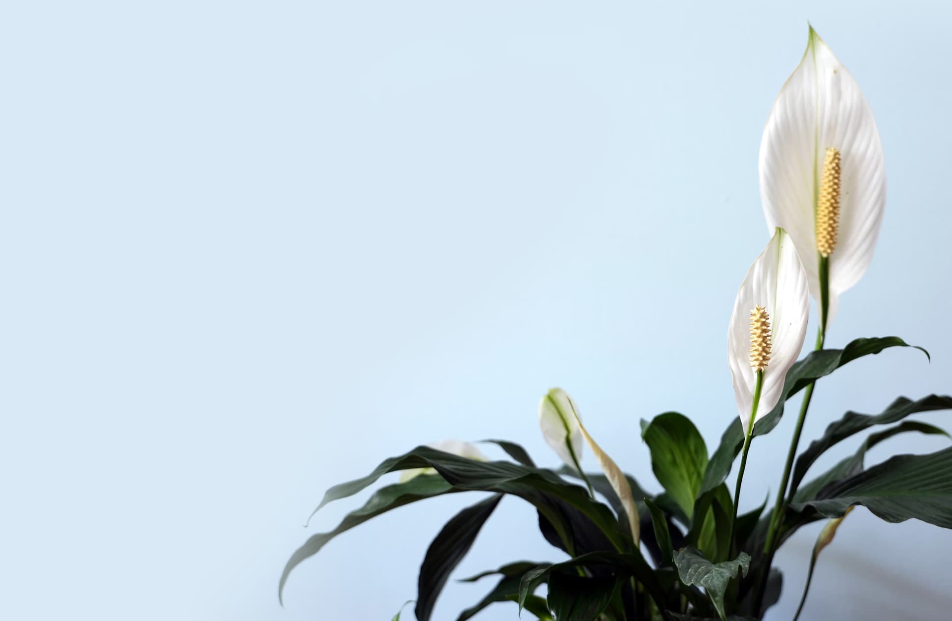 Image representing Flowering Plants plant category