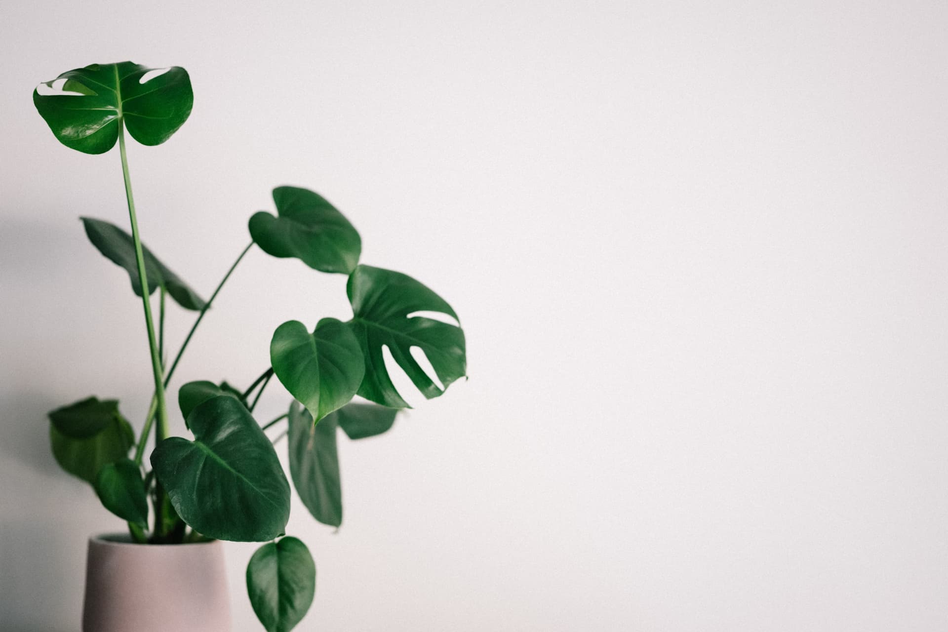 Image representing Foliage Plants plant category