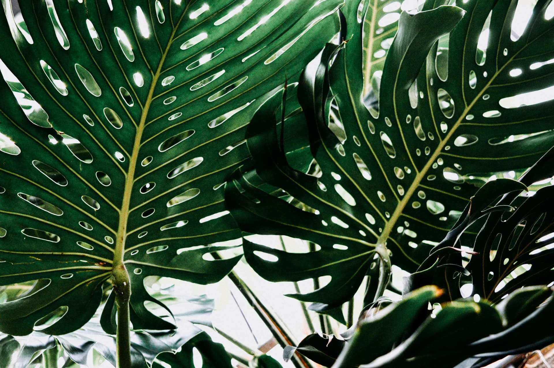 Image representing Humidity Lovers plant category