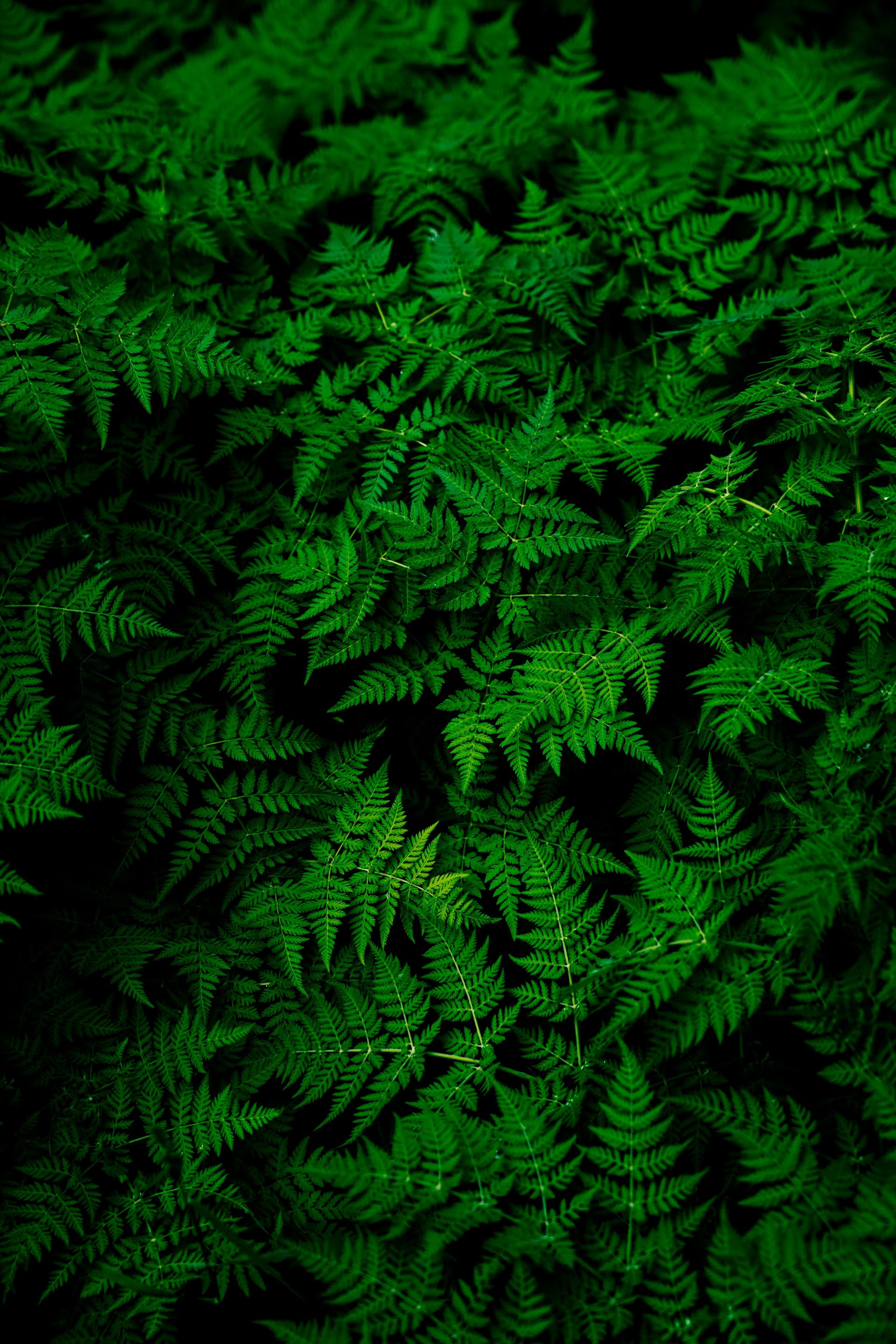 Image representing Low Light plant category