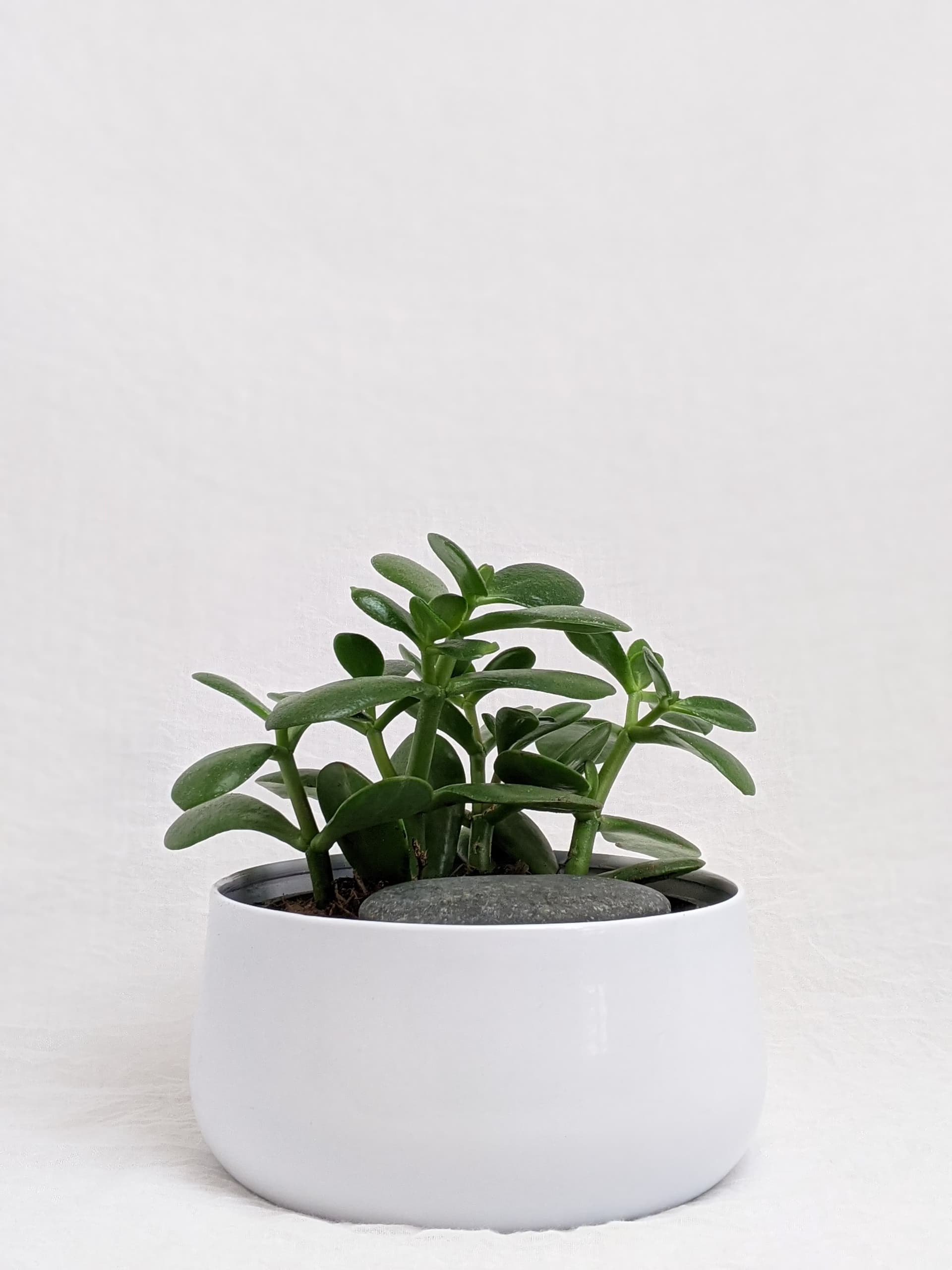Image representing Low Maintenance plant category