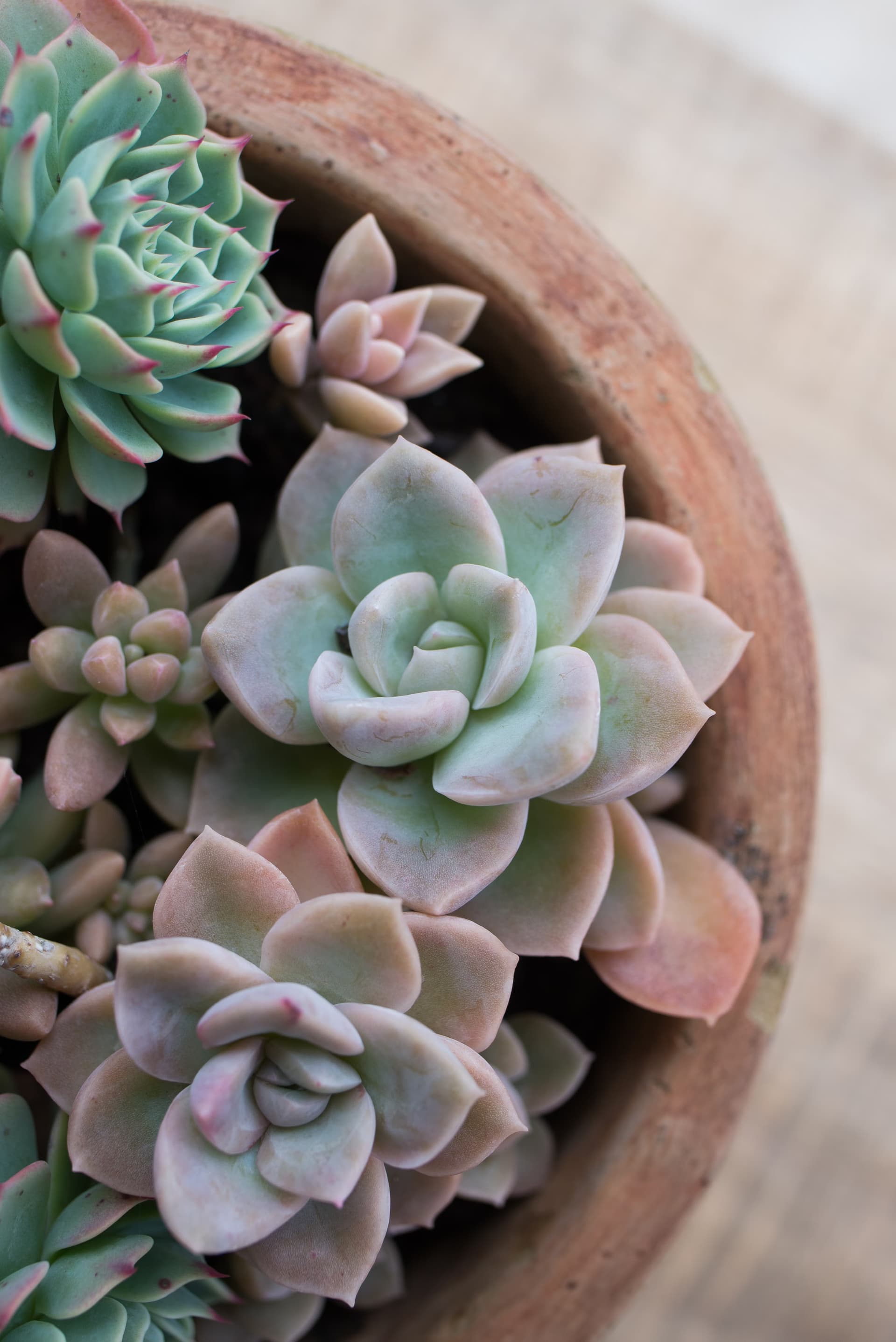 Image representing Succulents & Cacti plant category