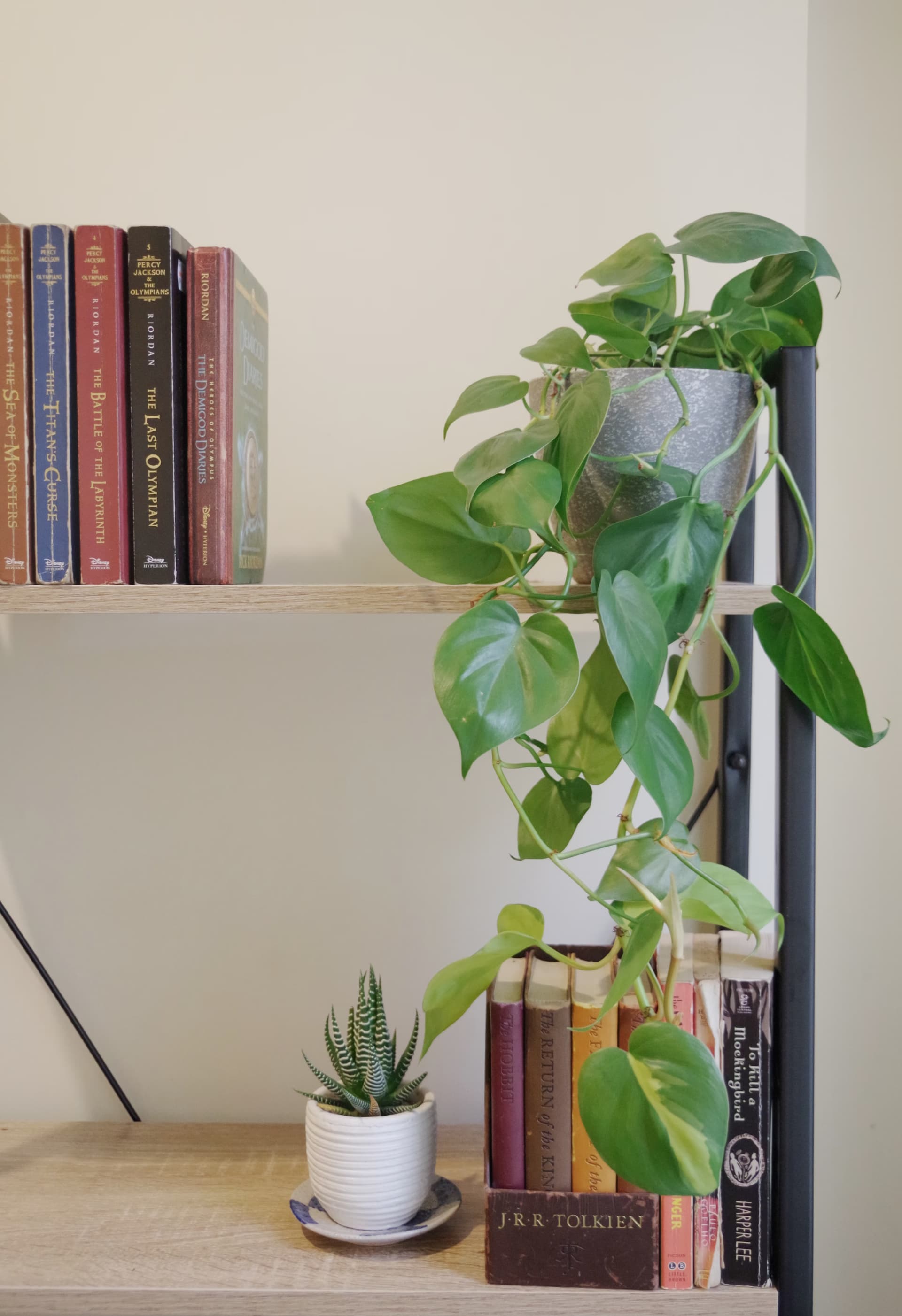 Image representing Trailing Plants plant category