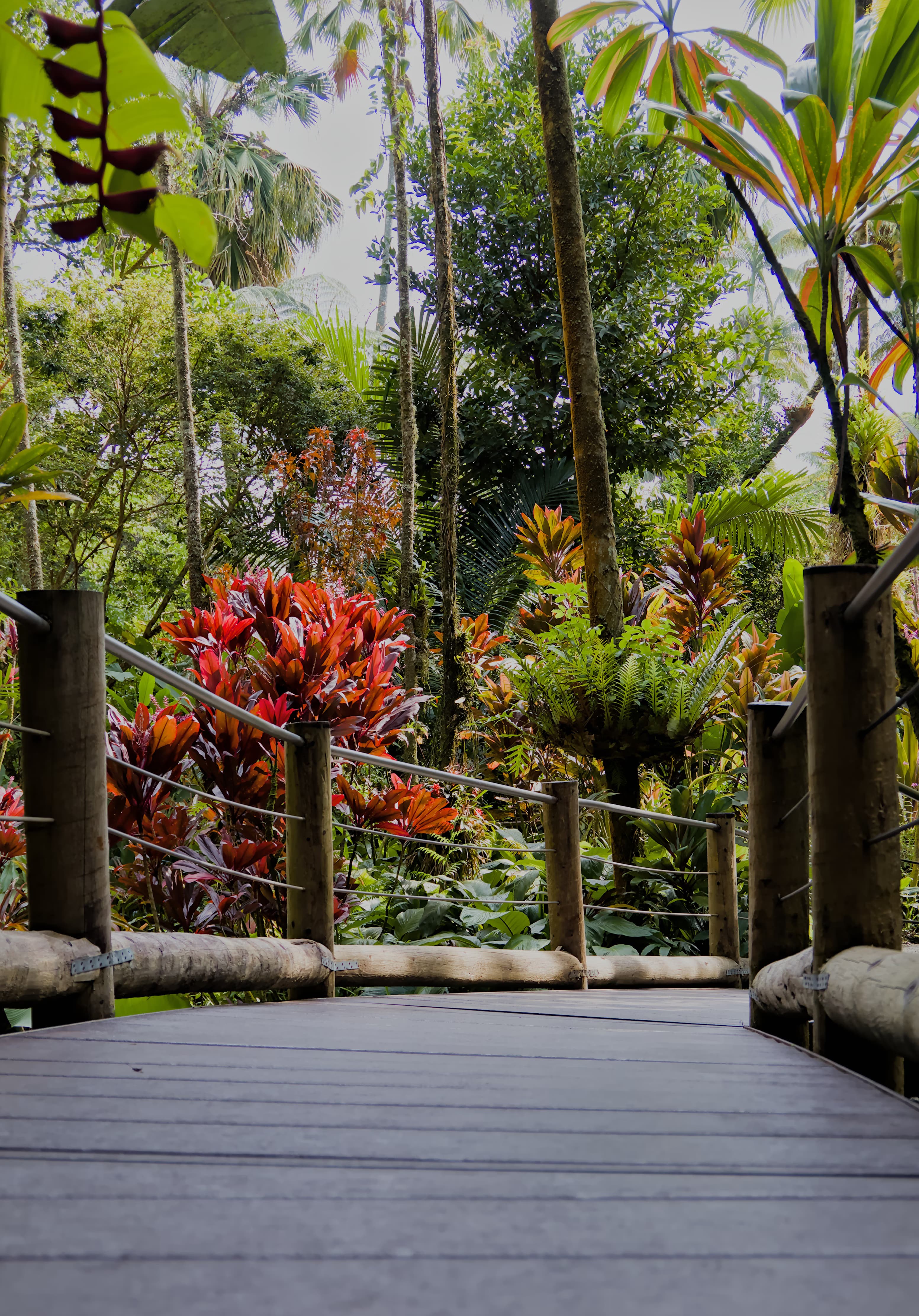 Image representing Tropical Plants plant category